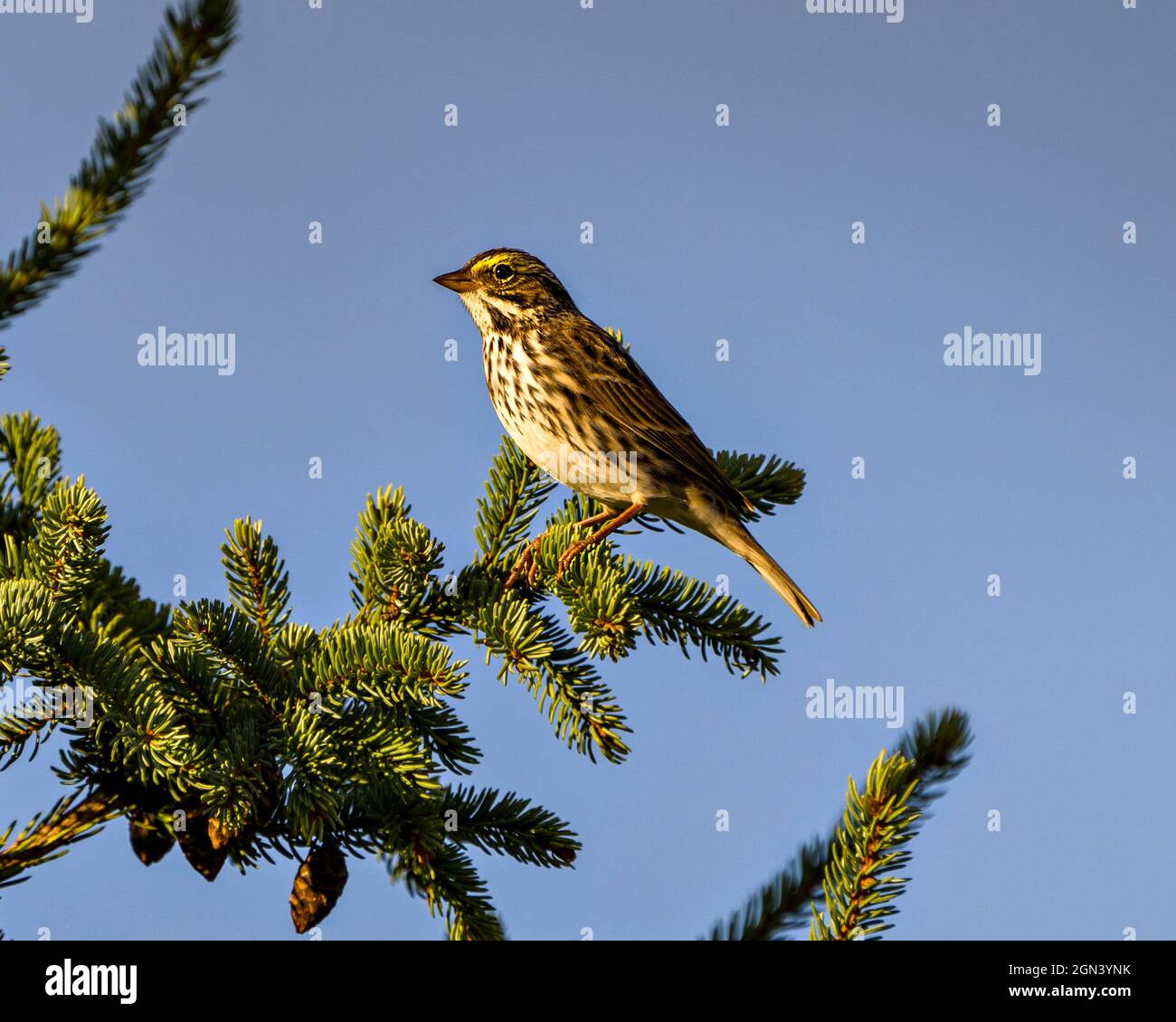 Waldsänger, der auf einem Fichtenzweig mit blauem Himmel in seiner Umgebung und Umgebung thront und Federn, Schnabel und Füße zeigt. Stockfoto