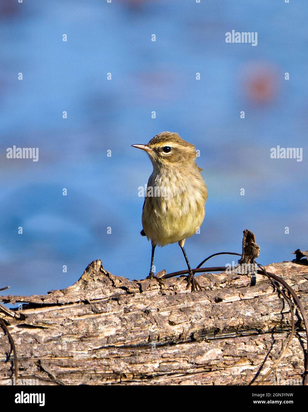 Der Waldsänger thront auf einem Baumstamm mit unscharfem Hintergrund in seiner Umgebung und seinem Lebensraum und zeigt Federn, Schnabel und Füße. Stockfoto