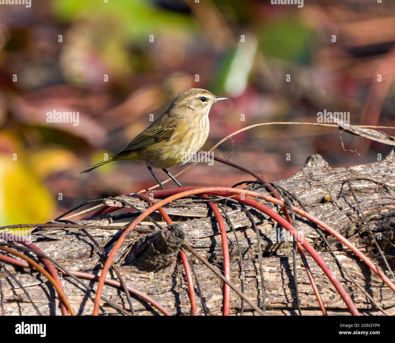 Der Waldsänger thront auf einem Baumstamm mit unscharfem Hintergrund in seiner Umgebung und seinem Lebensraum und zeigt Federn, Schnabel und Füße. Stockfoto