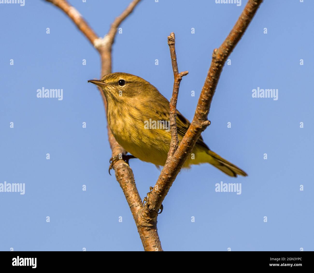 Waldsänger mit blauem Himmel Hintergrund in seiner Umgebung und Lebensraum Umgebung mit Feder, Insektenfliege im Schnabel, Füße thront. Stockfoto