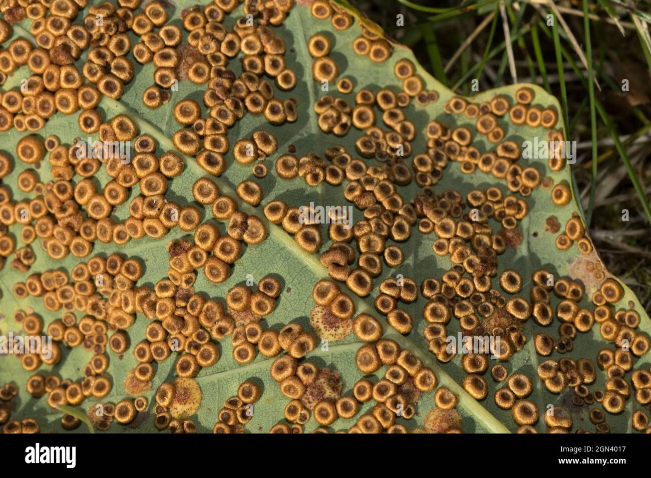 Eine leicht zu identifizende Galle, die im Herbst häufig auf der Unterseite von Eichenblättern vorkommt. Sie fallen ab, bevor die Blätter vergossen werden Stockfoto