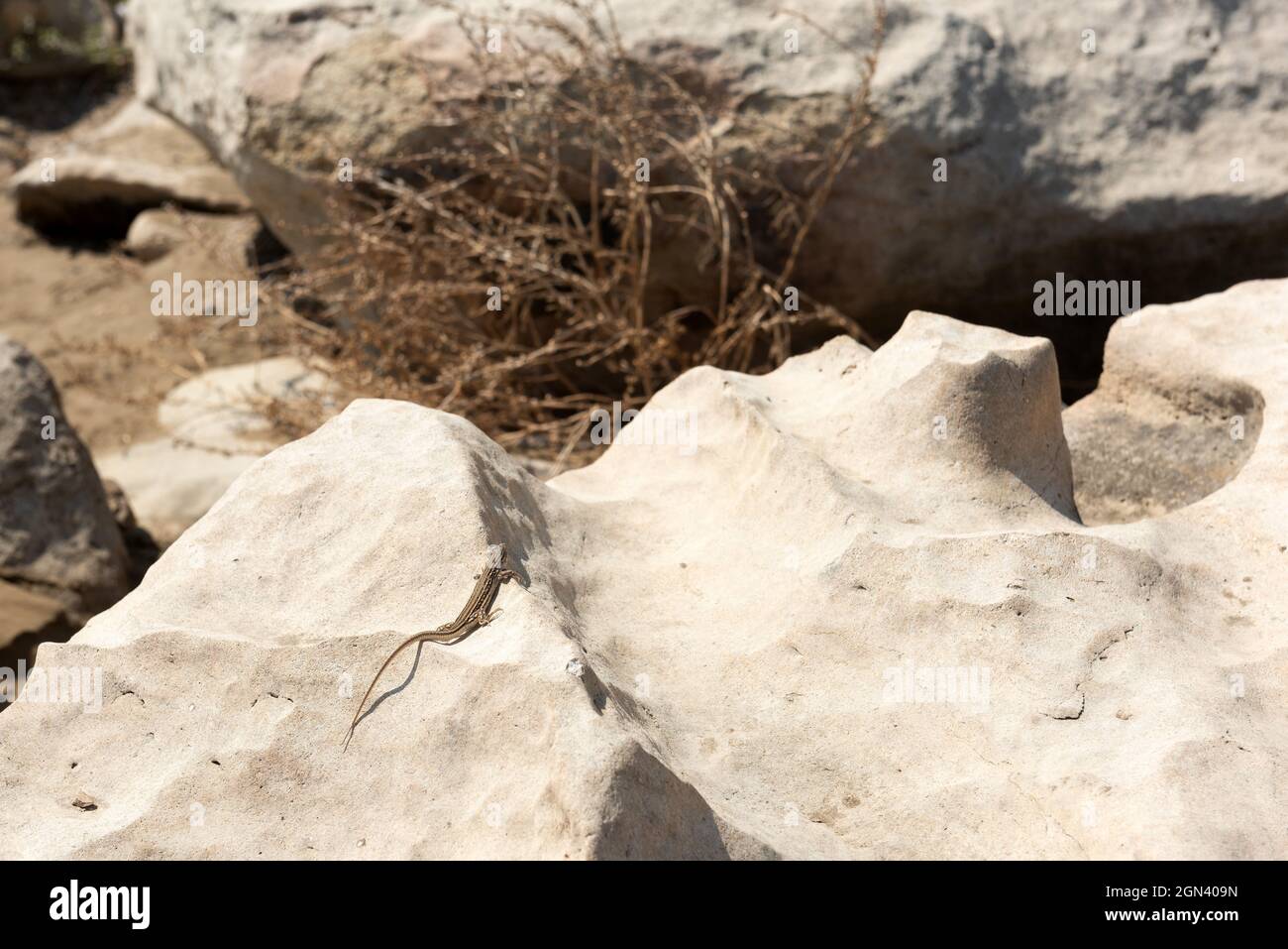 Kleine Eidechse auf einem Stein Stockfoto