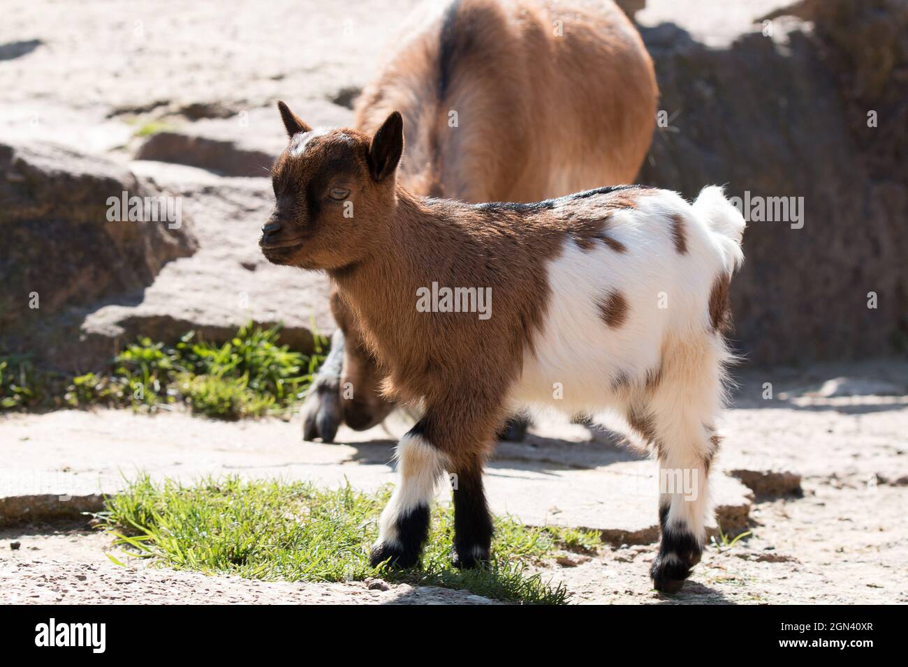 junge Ziege Stockfoto