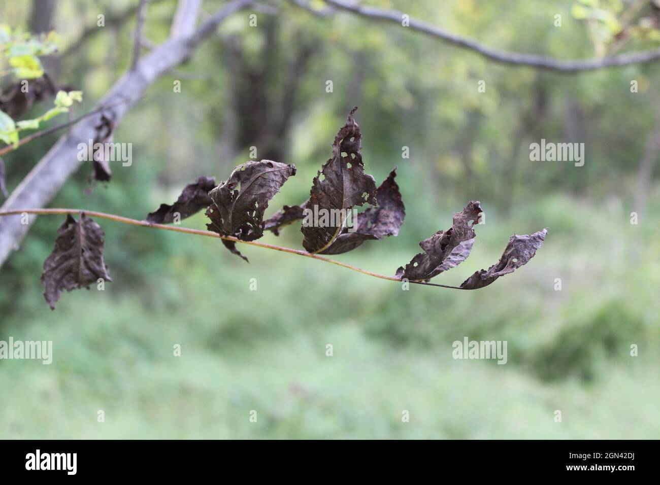 Ein Zweig von toten Blättern, die durch gepunktete Laternen beschädigt wurden Stockfoto