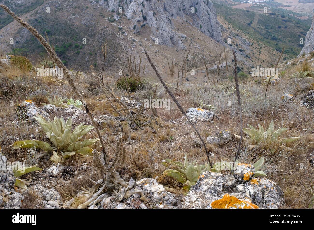 Wandern Tajo de la U, Zafarraya Pass, Andalucía, Spanien, Europa Stockfoto