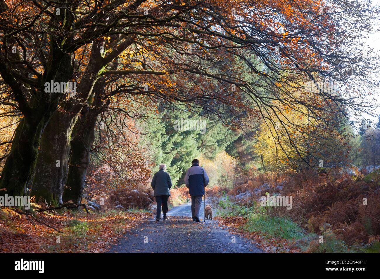 Ältere Paare und Hunde auf Spaziergang im Herbst, Sidwood Forest, Northumberland National Park, Großbritannien Stockfoto