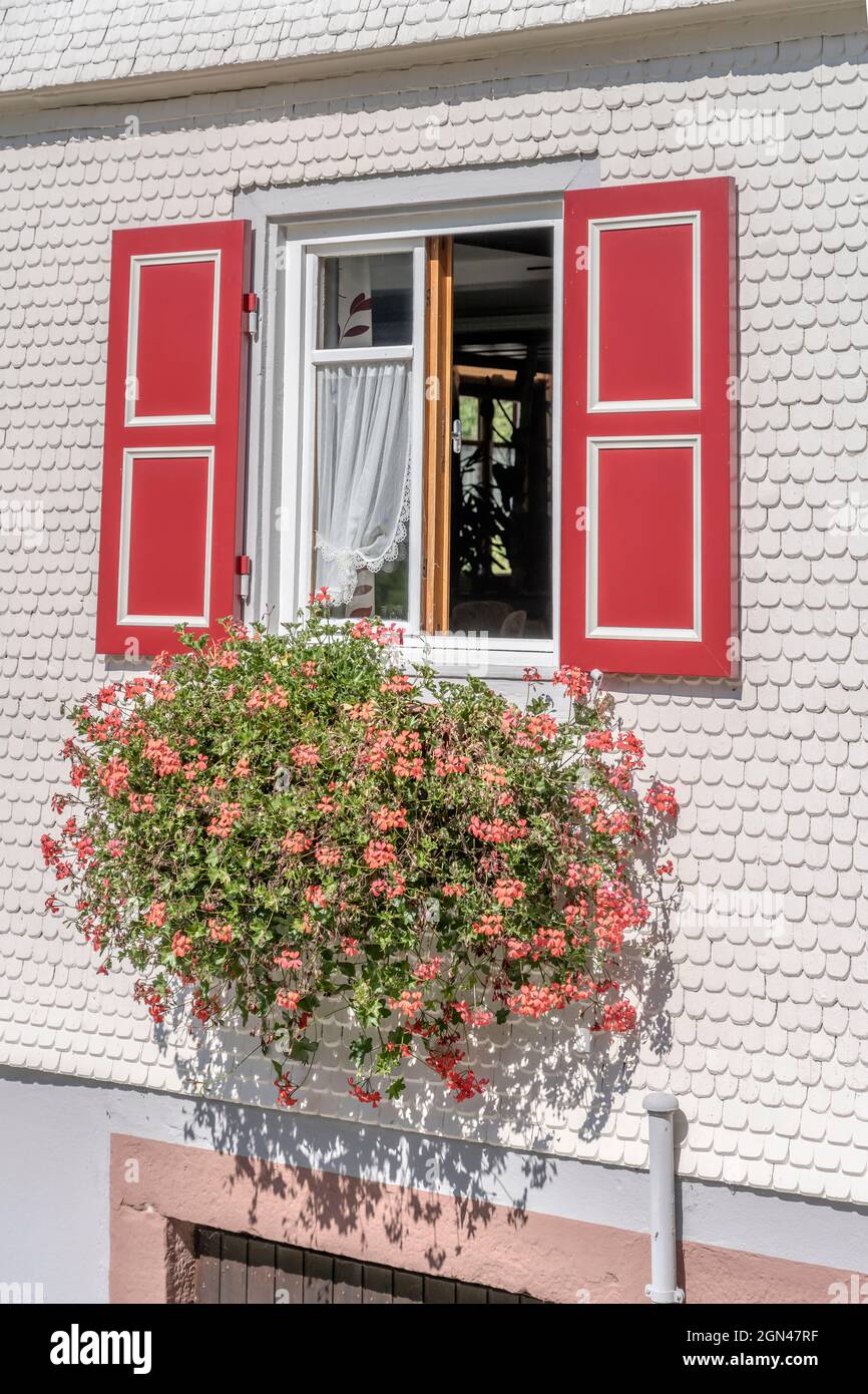 Blühendes Fenster eines traditionellen Hauses mit Schindelfassade, aufgenommen im Sommerlicht bei Oppenau, Renchtal, Schwarzwald, Baden Wuttenberg, Deutschland Stockfoto