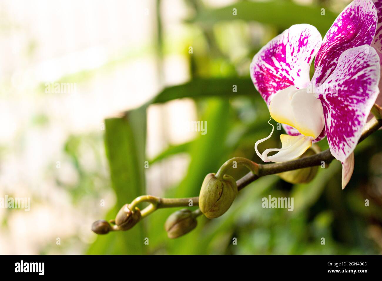 Rosa Orchideenblume, die Orchideenblume allein auf einem schönen unscharfen Hintergrund Stockfoto