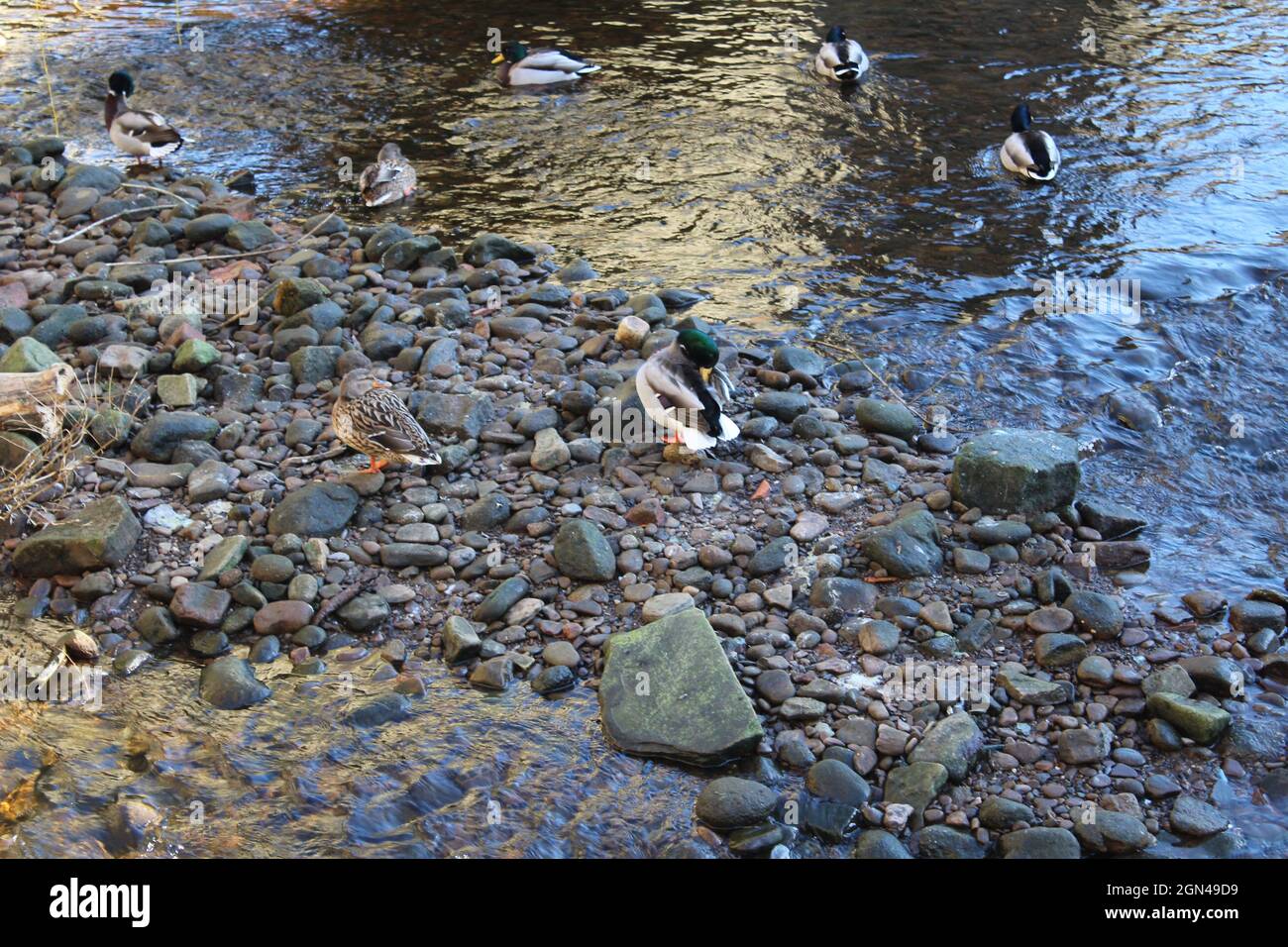 Enten im Fluss Calder. Stockfoto