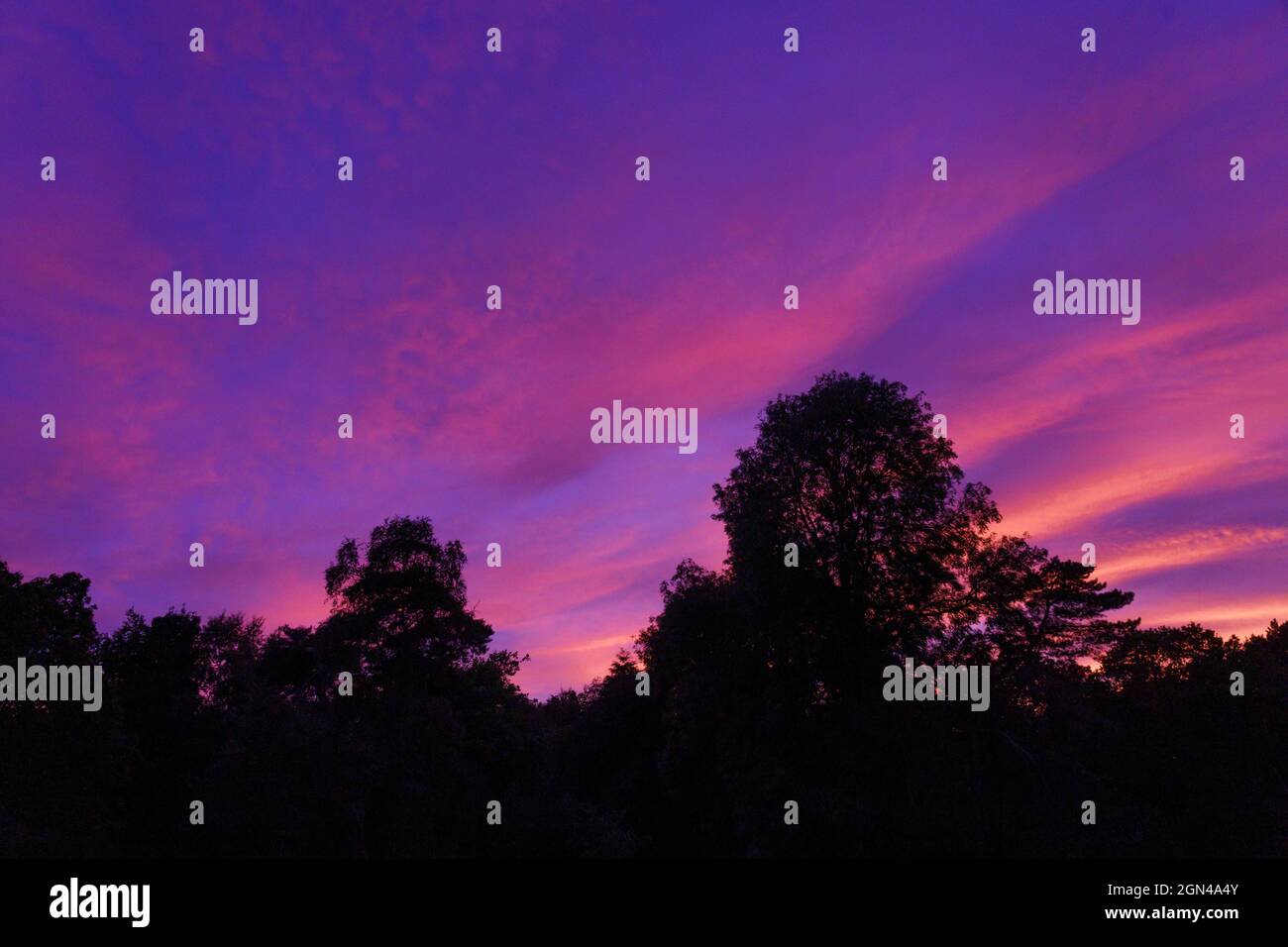Spektakulärer Sonnenuntergang in Lila, Pink und Blau mit einer markanten Baumsilhouette. Stockfoto