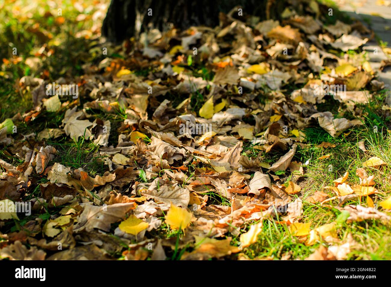 Herbst. Bunt Ahornblätter liegen auf dem Rasen. Stockfoto