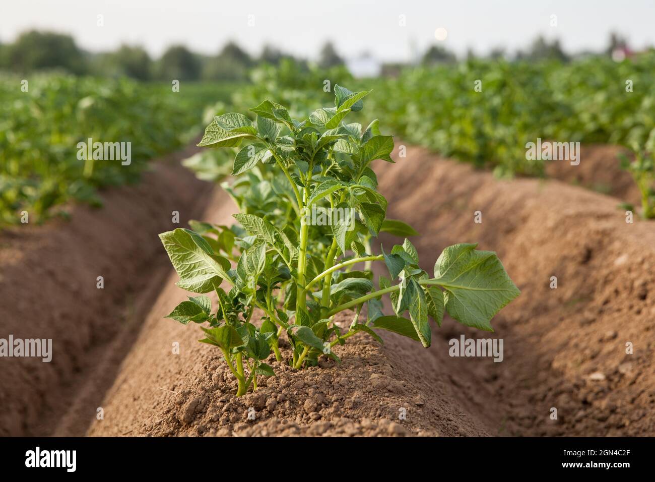 Reihen von Kartoffeln auf dem Bauernhof Feld. Anbau von Kartoffeln in Russland. Landschaft mit landwirtschaftlichen Feldern bei sonnigem Wetter. Landschaft mit Agricultura Stockfoto
