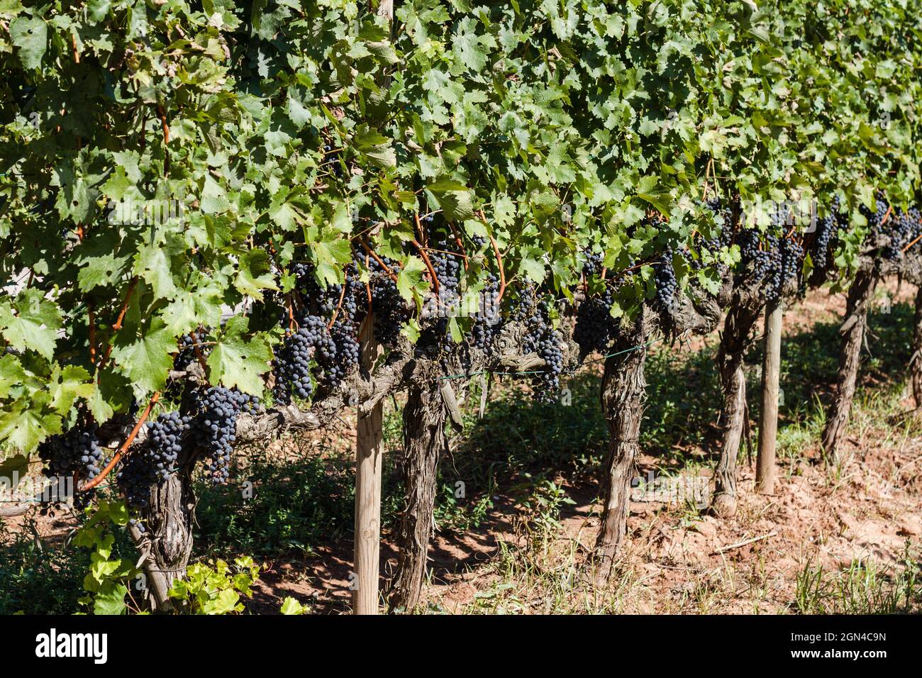 Reife rote Trauben auf Reben in einem katalanischen Weinberg, die PLA de bages Weine in der Provinz Barcelona erzeugen. Stockfoto