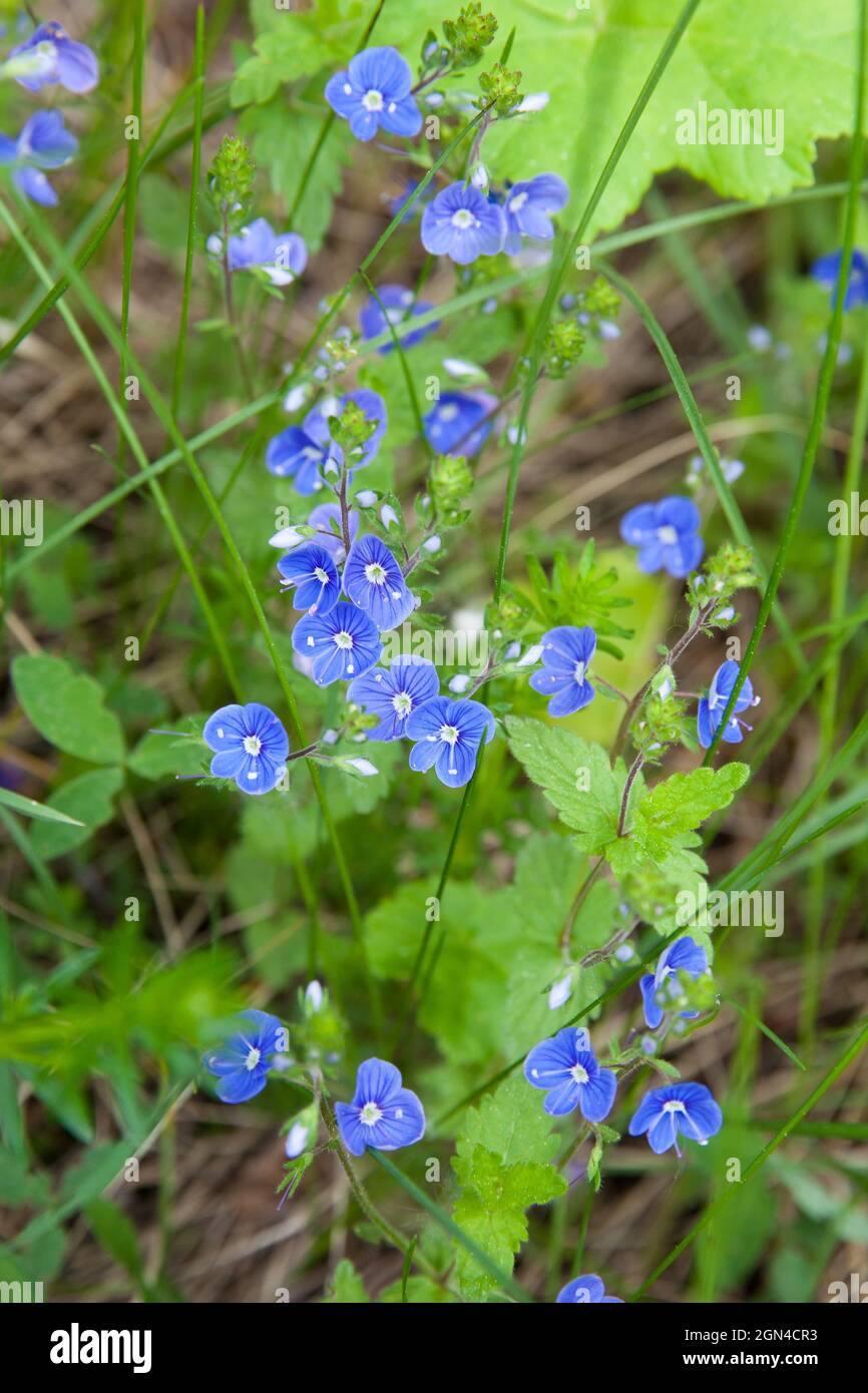 Ein Haufen Vergissmeinnicht. Blaue Blumen im Sommer. Stockfoto