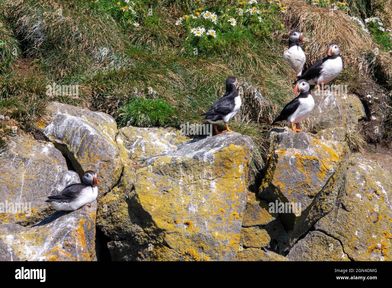 Gruppe von Atlantischen Papageitauchern auf der Klippe von Dyrholaey, südlich von Island Stockfoto
