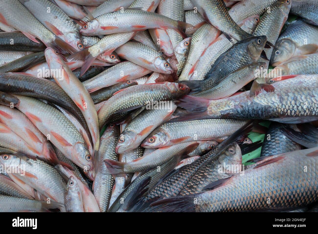 Verschiedene Fische zum Verkauf bei Territy Bazar, Kalkutta, West Bengal, Indien. Stockfoto