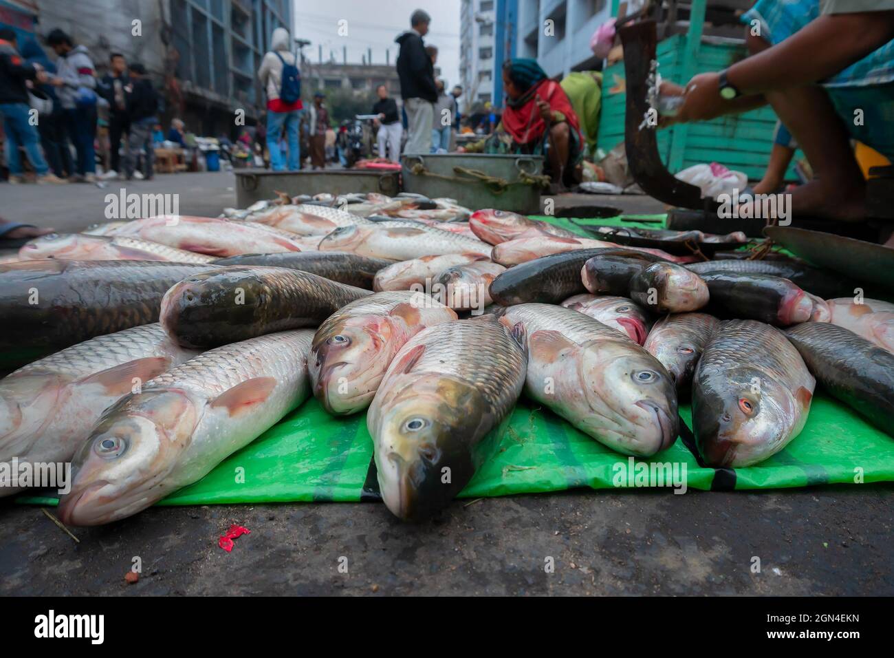 Kolkata, Westbengalen, Indien - 16. Dezember 2019 : der Rohu, rui oder Roho labeo (Labeo rohita) ist ein in Indien beliebter Fisch für seinen Geschmack. Angezeigt für Stockfoto