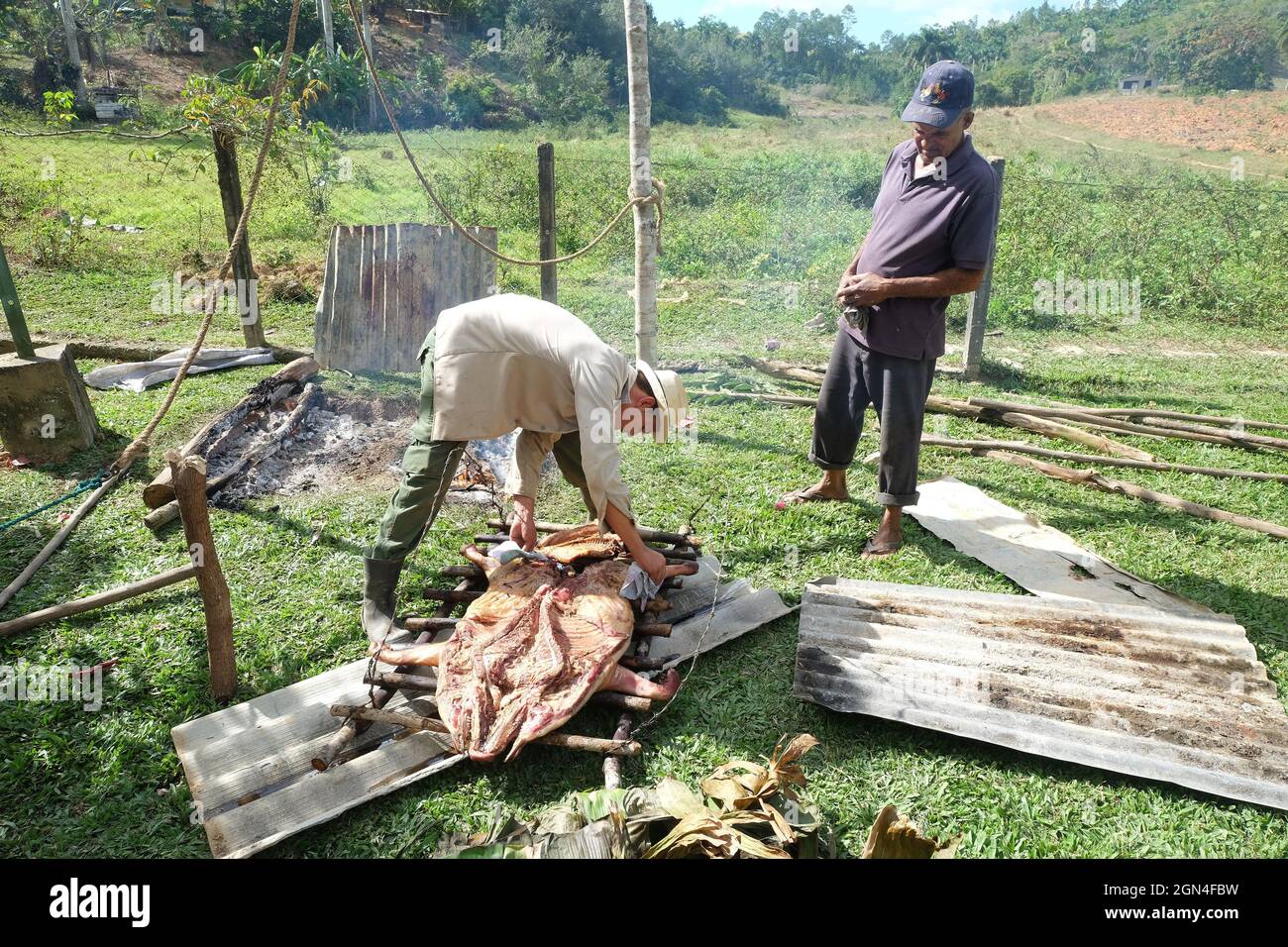 Die Landwirte bereiten die Schlachtung von Schweinen auf dem Land, Vinales, Kuba, vor Stockfoto