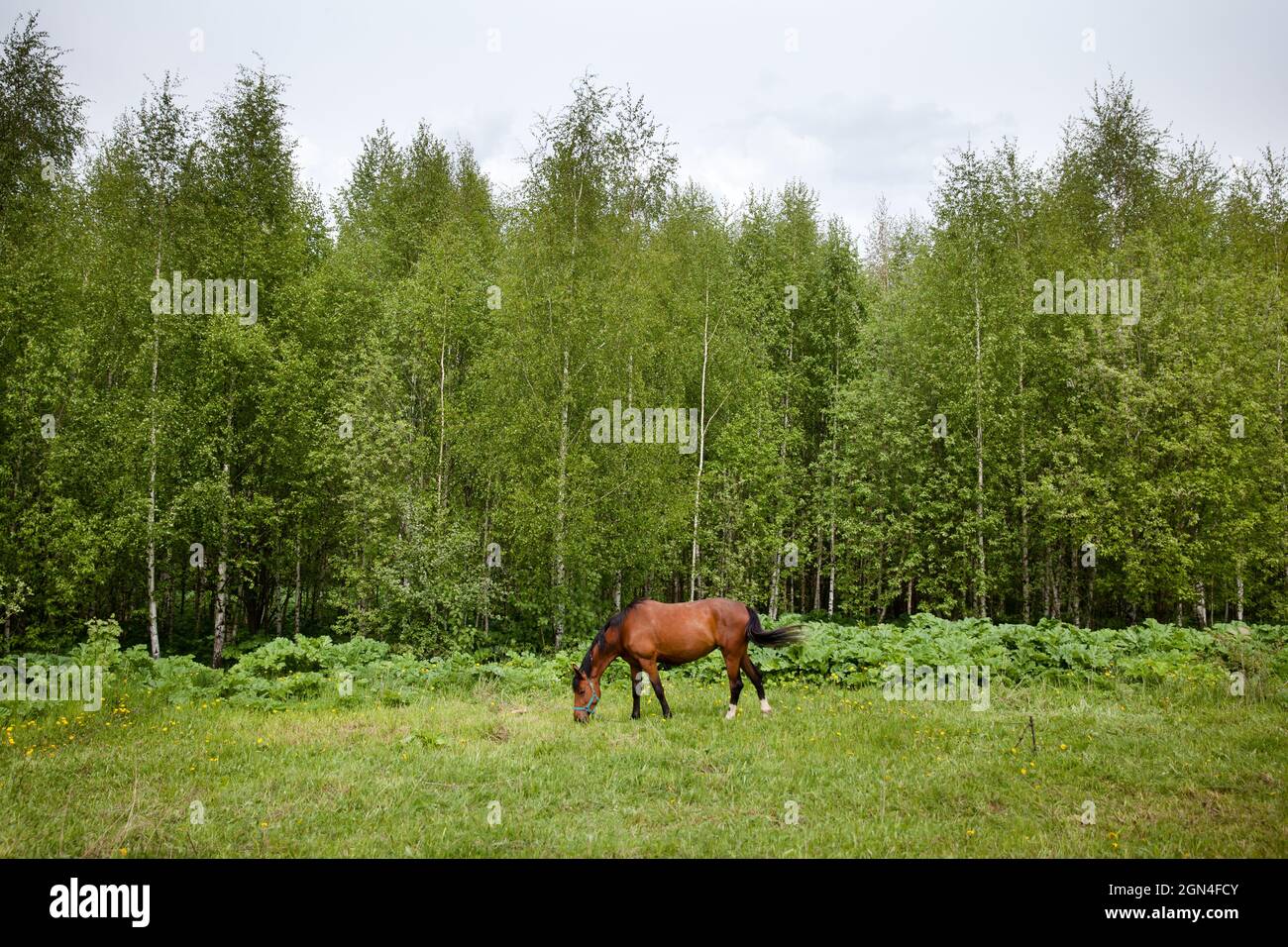 Schließen Sie herauf Bild der rote Bucht Pferde grasen im Sommerweide Stockfoto
