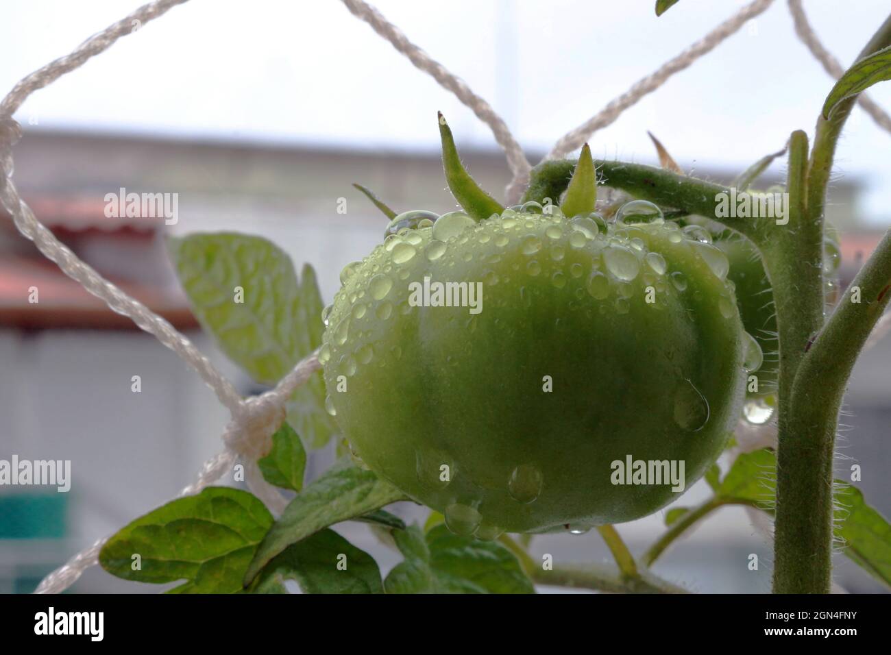 Tomatenproduktion im Garten der Wohnung Stockfoto