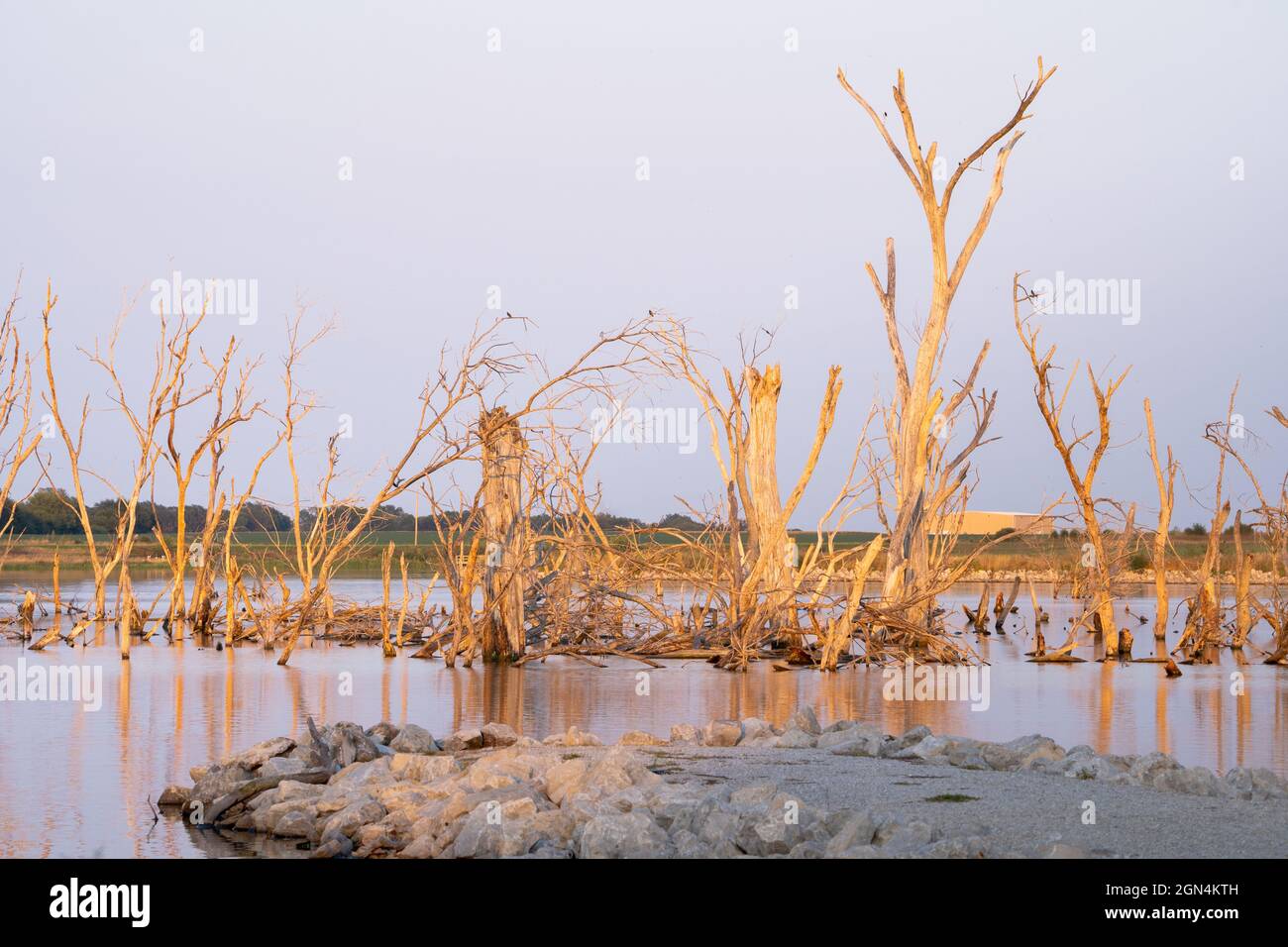 Schöne Aussicht auf getrocknete Bäume auf einem See Stockfoto