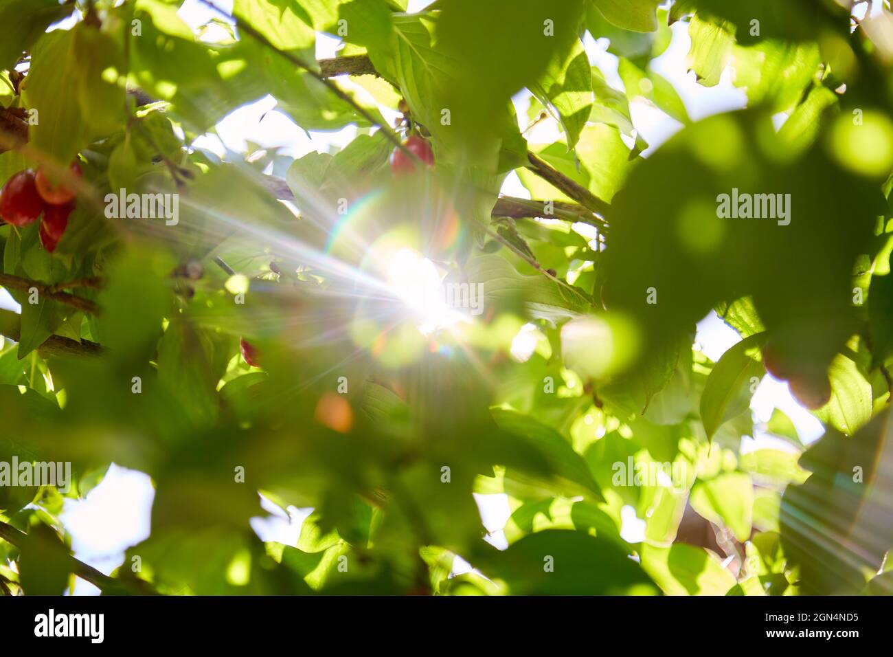 Baum mit Dogwood-Früchten an einem hellen sonnigen Tag. Natürlicher Hintergrund. Hochwertige Fotos Stockfoto