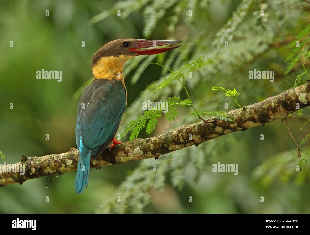 Storchschnabel-Eisvögel (Pelargopsis capensis capensis), Erwachsene, die auf dem Zweig Sri Lanka thront Dezember Stockfoto