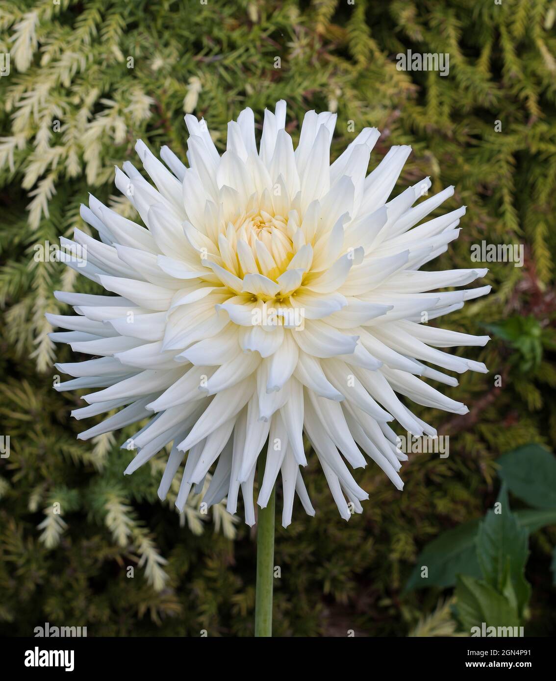 Dahlien, Kleine Kakteen, Weiß, Schwalbe Stockfoto