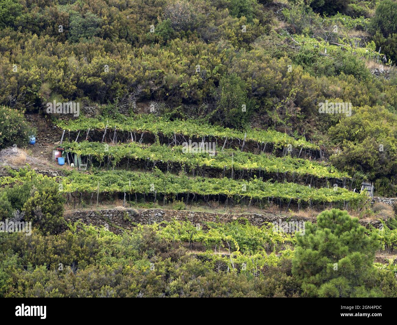 weinreben der cinque terre sind ein historisches Erbe Stockfoto