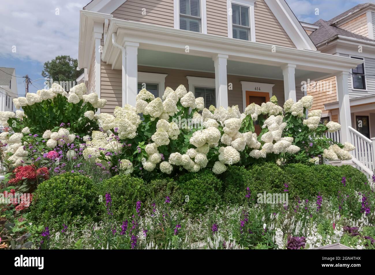 Weiße Hortensien (Hortensia paniculata) wachsen im Vorgarten eines Hauses in Cape Cod, Massachusetts, USA. Stockfoto