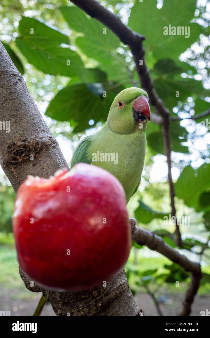 London, Großbritannien. 22. September 2021. Wetter in Großbritannien – Ein wilder Sittich ernährt sich von einem Apfel im St James’s Park. Kredit: Stephen Chung / Alamy Live Nachrichten Stockfoto