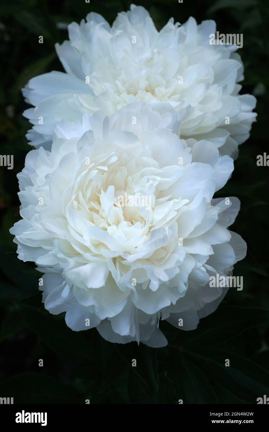 Paeonia Pamyati Akademica Tsitsina. Doppelte weiße Pfingstrose. Zwei Blumen. Vertikales Foto. Stockfoto
