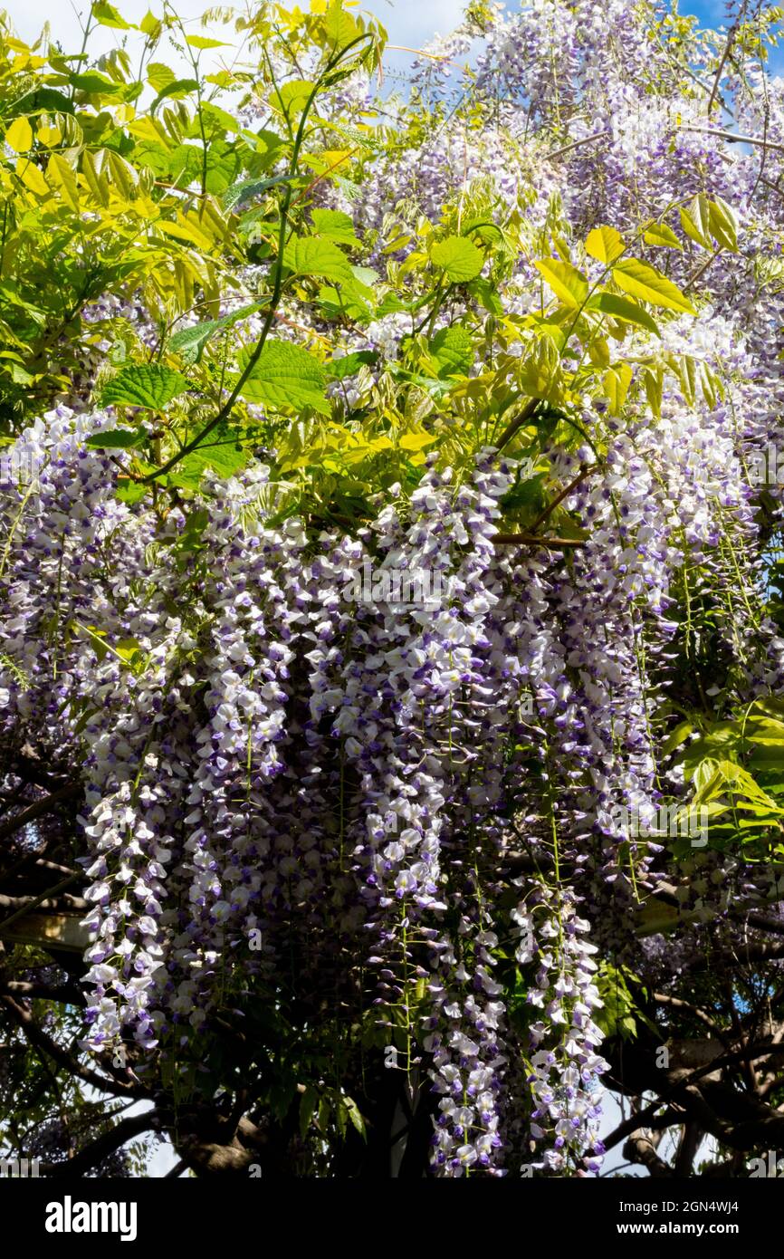 Wisteria sinensis fruchtbare chinesische Wisteria Stockfoto