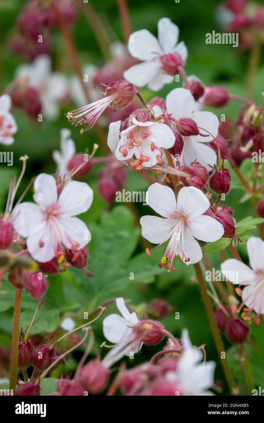 White Geranium macrorrhizum Album macrorrhizum Geranien Stockfoto