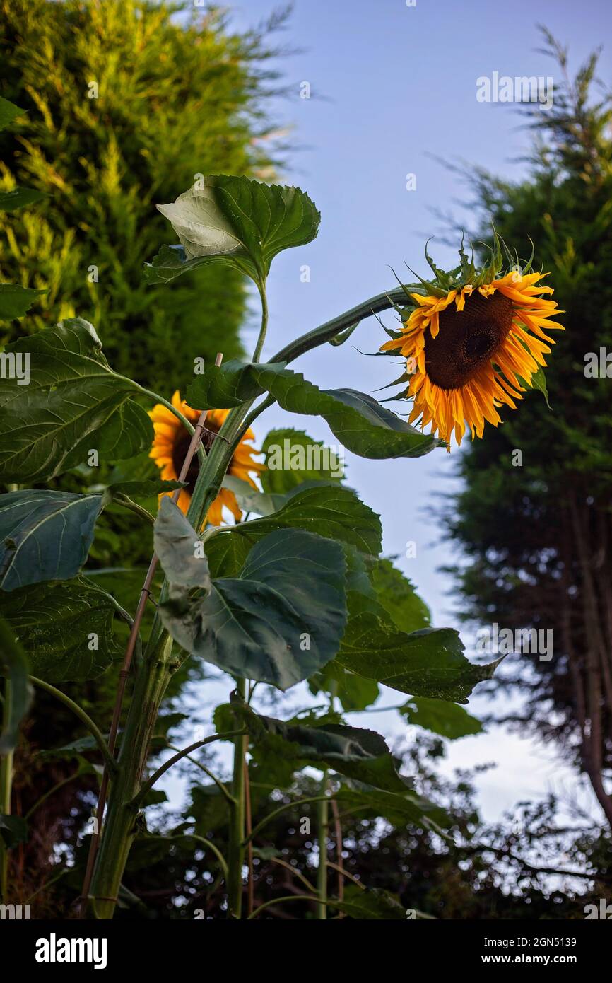 Riesige Sonnenblumen blühen vor blauem Himmel.Helianthus. Stockfoto