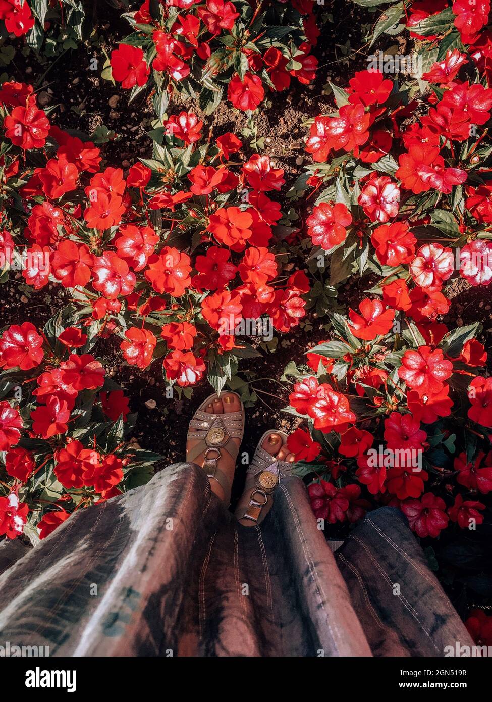 Draufsicht auf Frauenbeine mit Rose „knock out Flowers“ Stockfoto