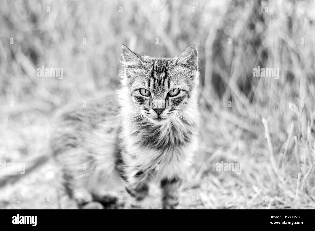 Graustufenaufnahme einer wild aussehenden Katze Stockfoto