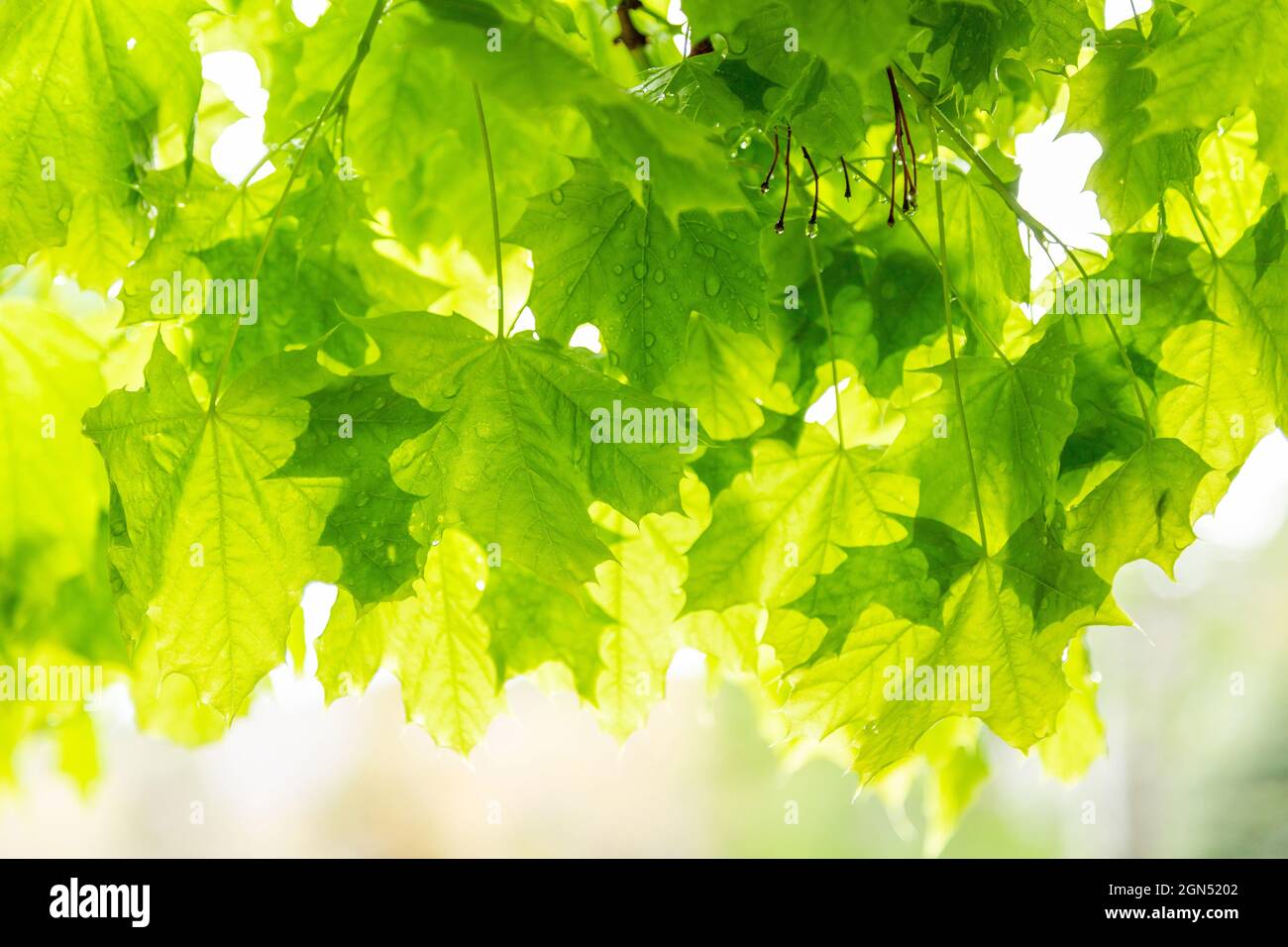Grüne Ahornblätter im Frühlingsregen Hintergrund. Hintergrundbeleuchtetes grünes Ahornholz mit Regentropfen nach einer Frühlingsdusche. Stockfoto