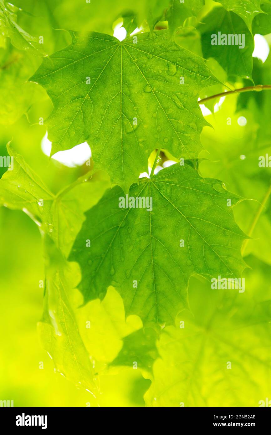 Hintergrundbeleuchtete grüne Ahornblätter, bedeckt mit Regentropfen aus nächster Nähe. Vertikale Ernte von grünen Ahornblättern im Frühjahr Nahaufnahme mit verschwommenem Hintergrund. Stockfoto