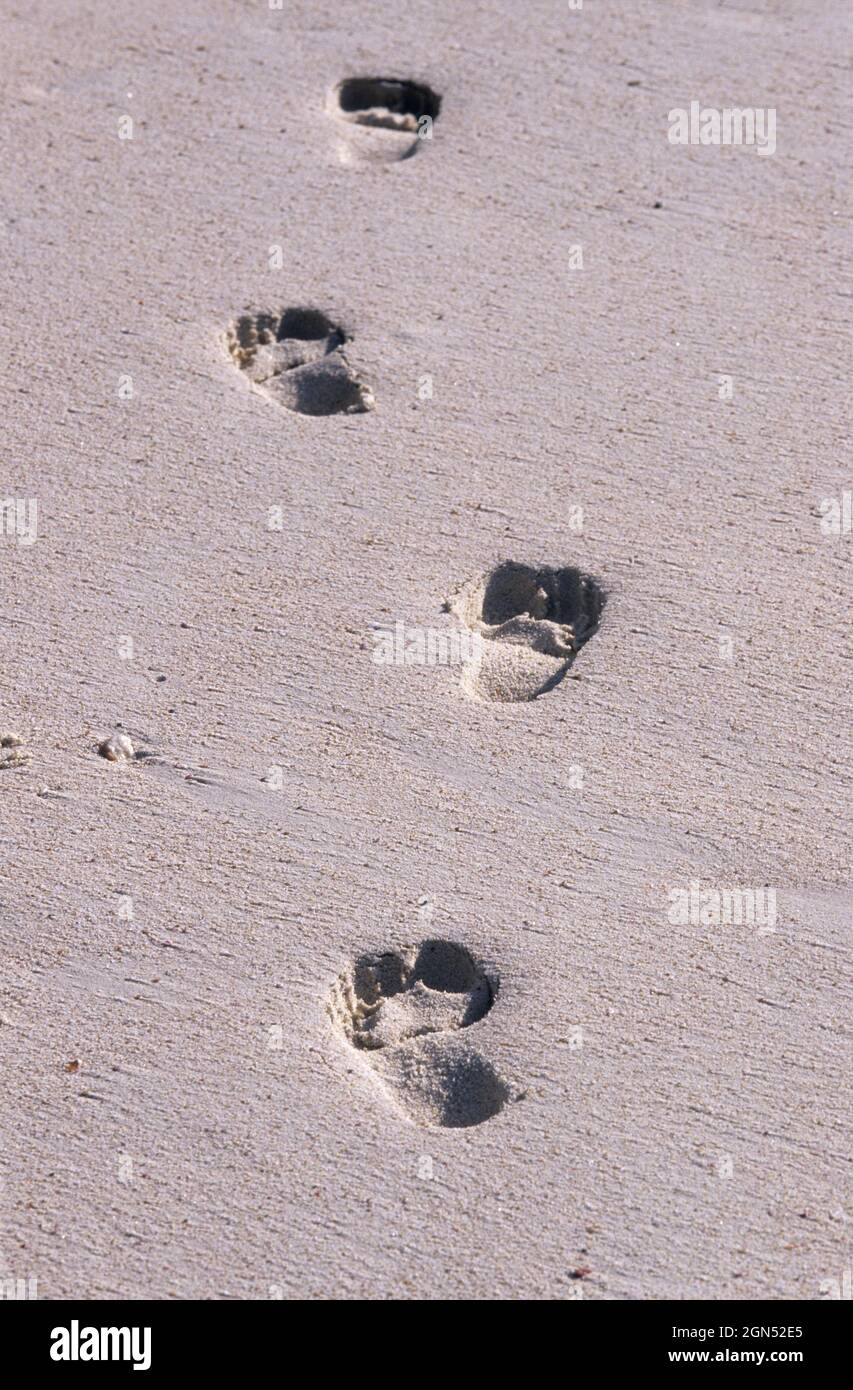 Menschliche Fußabdrücke am Strand Stockfoto