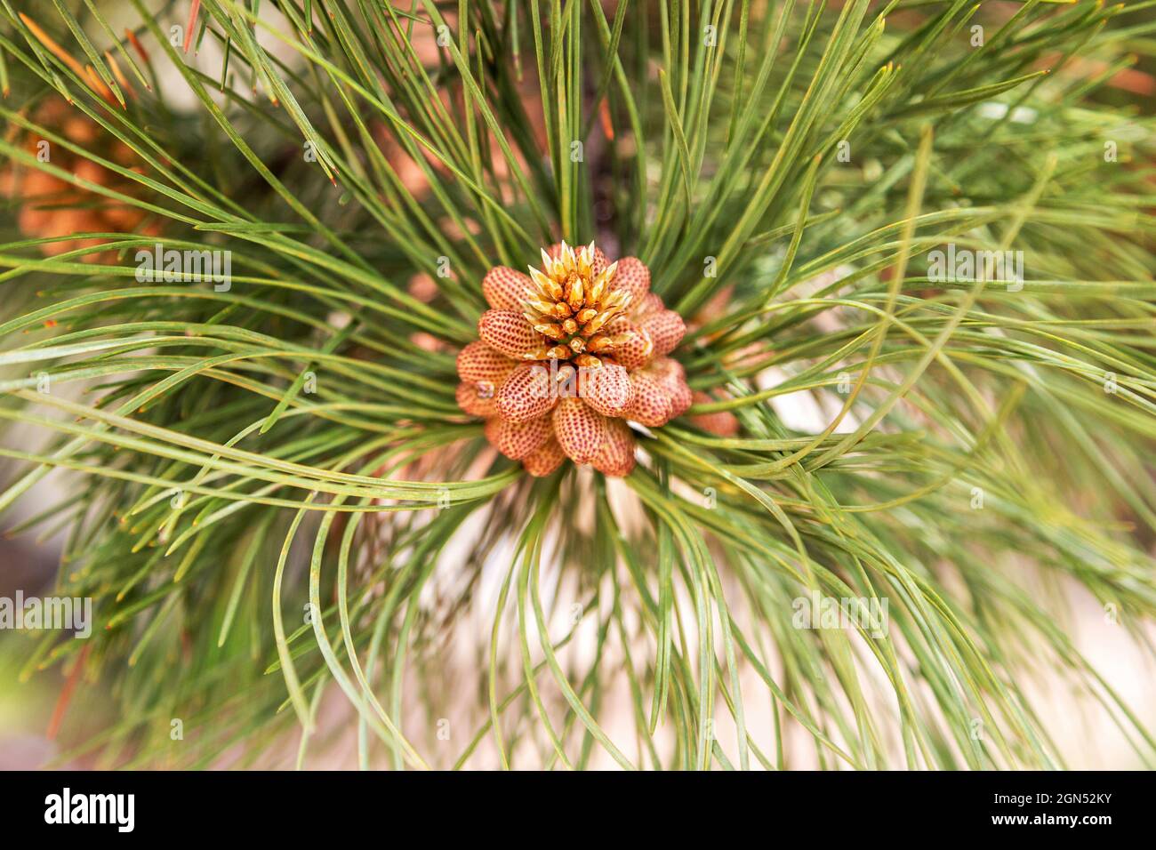 Nahaufnahme von New Pine Cone auf Ponderosa Pine. Kiefernzweig mit neuem Kiefernkegel und Strahlungsnadeln aus der Nähe Stockfoto