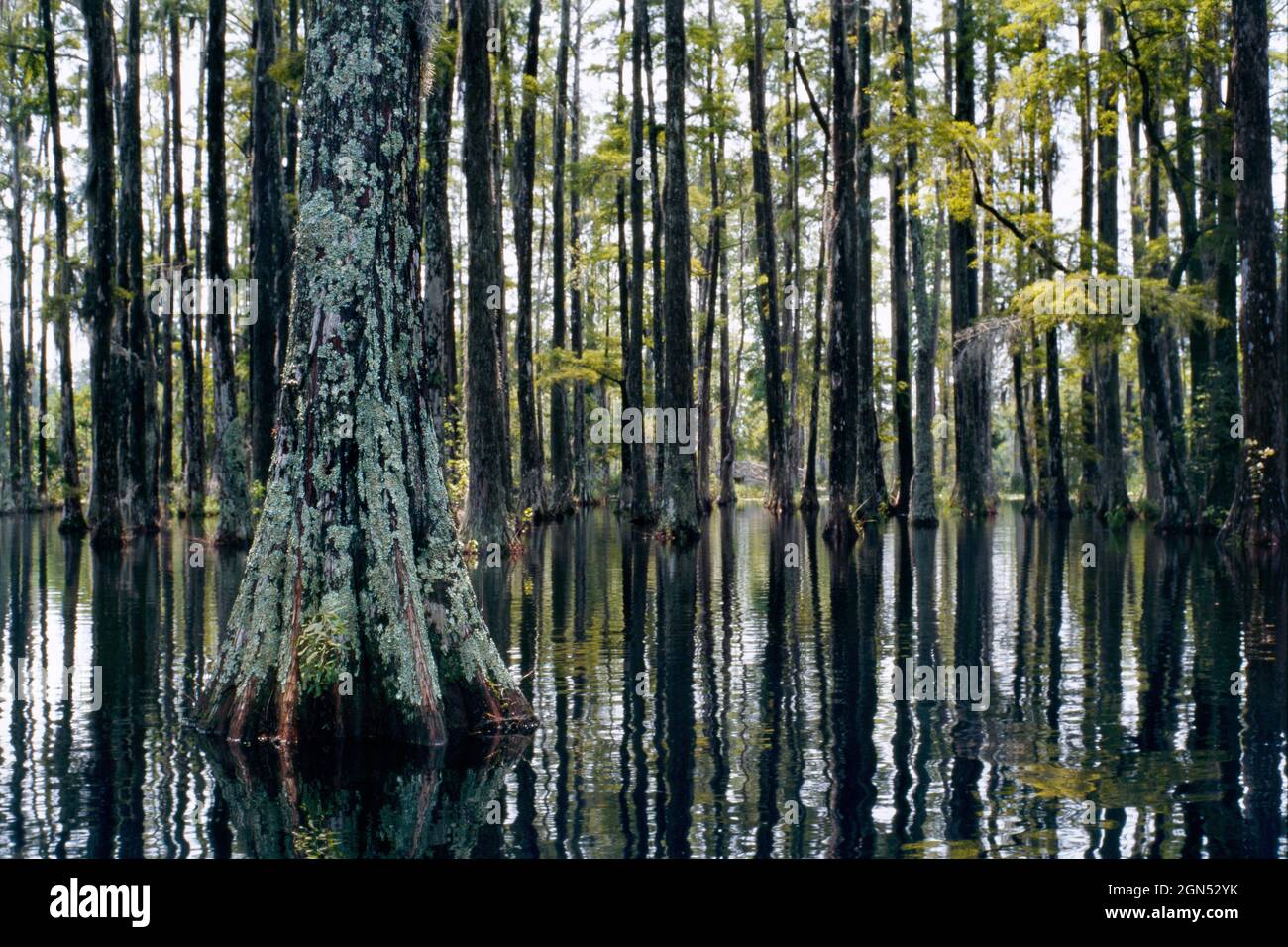 Sumpf in Cypress Gardens. Ein Sumpfwald und seine ruhige Reflexion. Bald Zypressen Sumpf Baum Wald in Cypress Gardens, Moncks Corner, Charleston, SC. Stockfoto