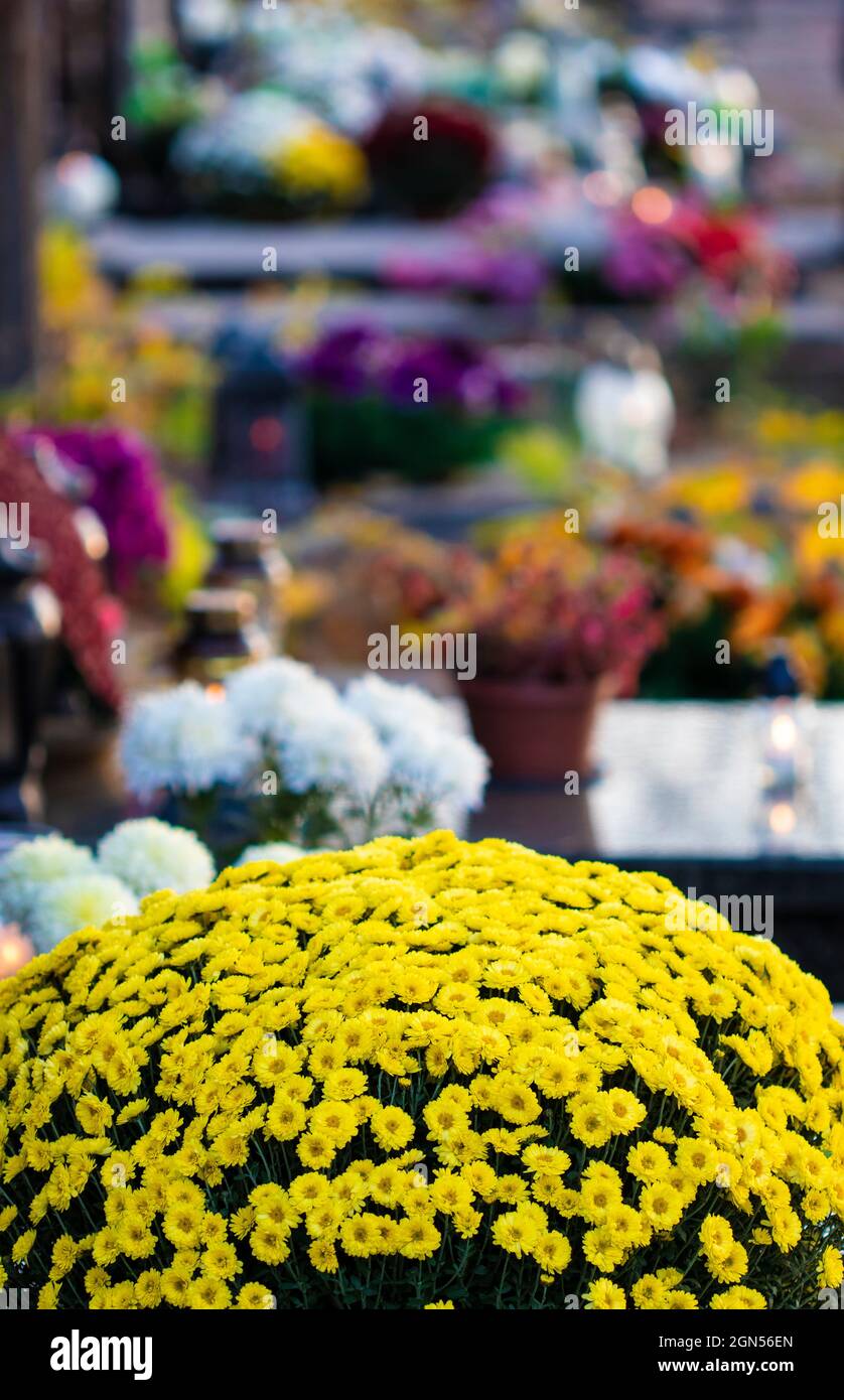 Strauß gelber Grabblumen mit anderen entkockten Gräbern im Background auf dem Friedhof am All Souls' Day Stockfoto