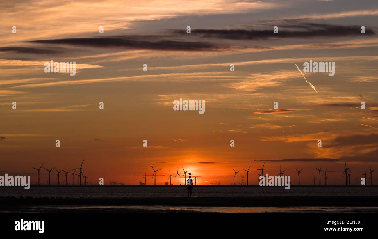 Eine Möwe, die im September 2021 bei Sonnenuntergang auf einer Iron man Statue am Crosby Beach in der Nähe von Liverpool stand. Er ist eine der 100 Statuen, die als Anot bekannt sind Stockfoto