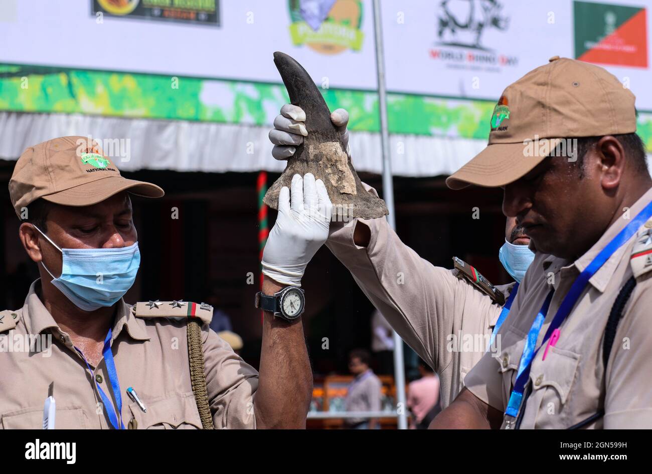 Bokakhat, Assam, IndienOffizielle des Assam-Forstministeriums arrangieren Nashornhörner, bevor sie am 22. September 2021 in einem Stadion in der Nähe des Kaziranga-Nationalparks in Bokakhat, Assam, Indien, brennen. Die Regierung von Assam verbrannte 2,467 Hörner, die hauptsächlich aus dem illegalen Handel beschlagnahmt und in Schatzkammern des Staates Assam gelagert wurden. Die Verbrennung von Nashornhörnern in Assam wurde öffentlich durchgeführt, um einen Meilenstein in Richtung Nashornschutz zu markieren. Foto: David Talukdar/ Alamy Live News Stockfoto