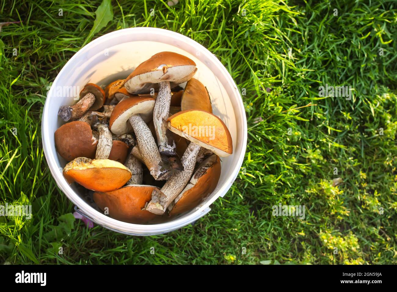 Frisch gepflückt essbar die Orangenschale Birkenpilze in einem weißen Plastikeimer auf grünem Gras Stockfoto