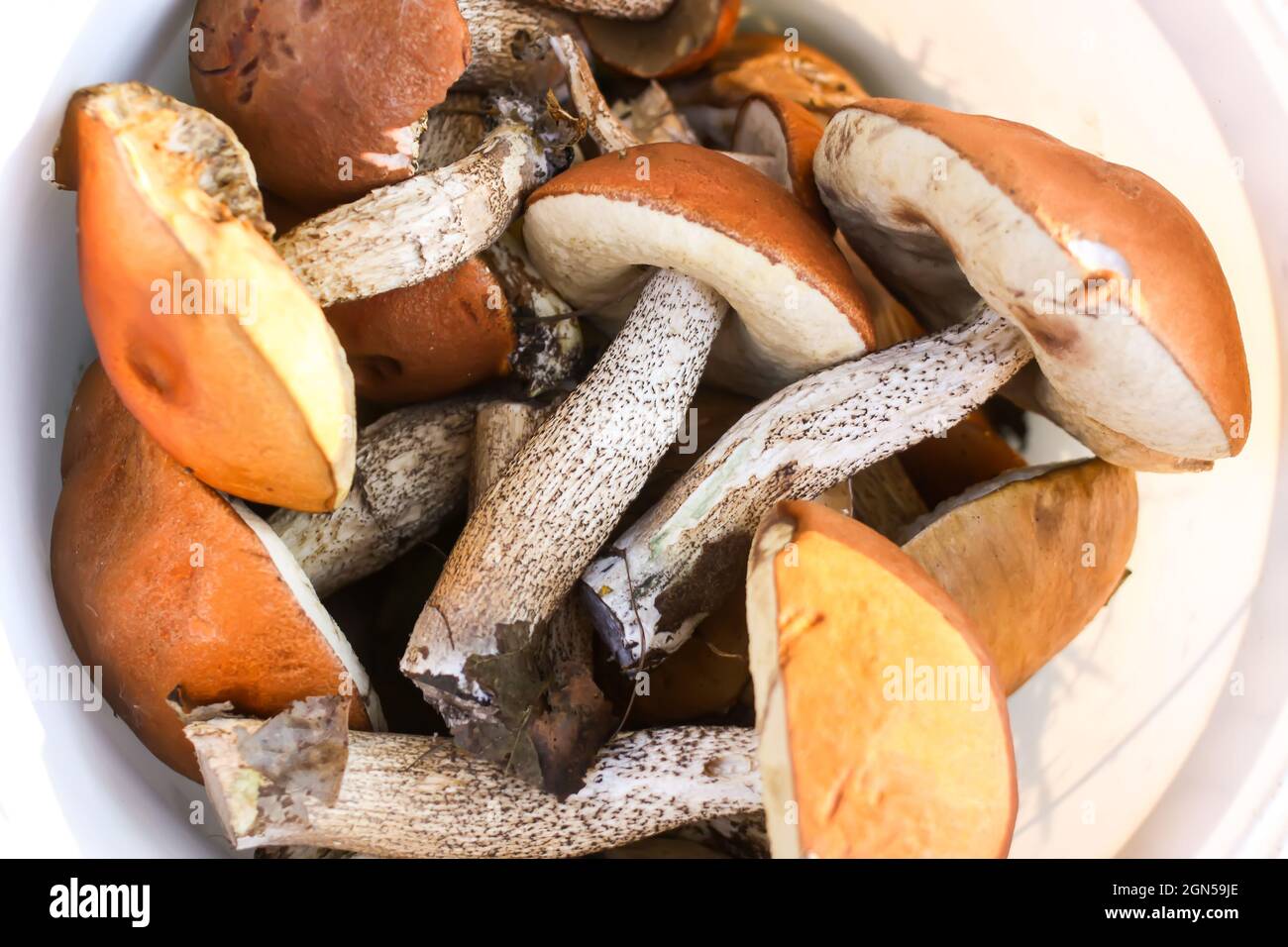 Frisch gepflückt genießbar die Orangenschale Birkenpilze. Stockfoto