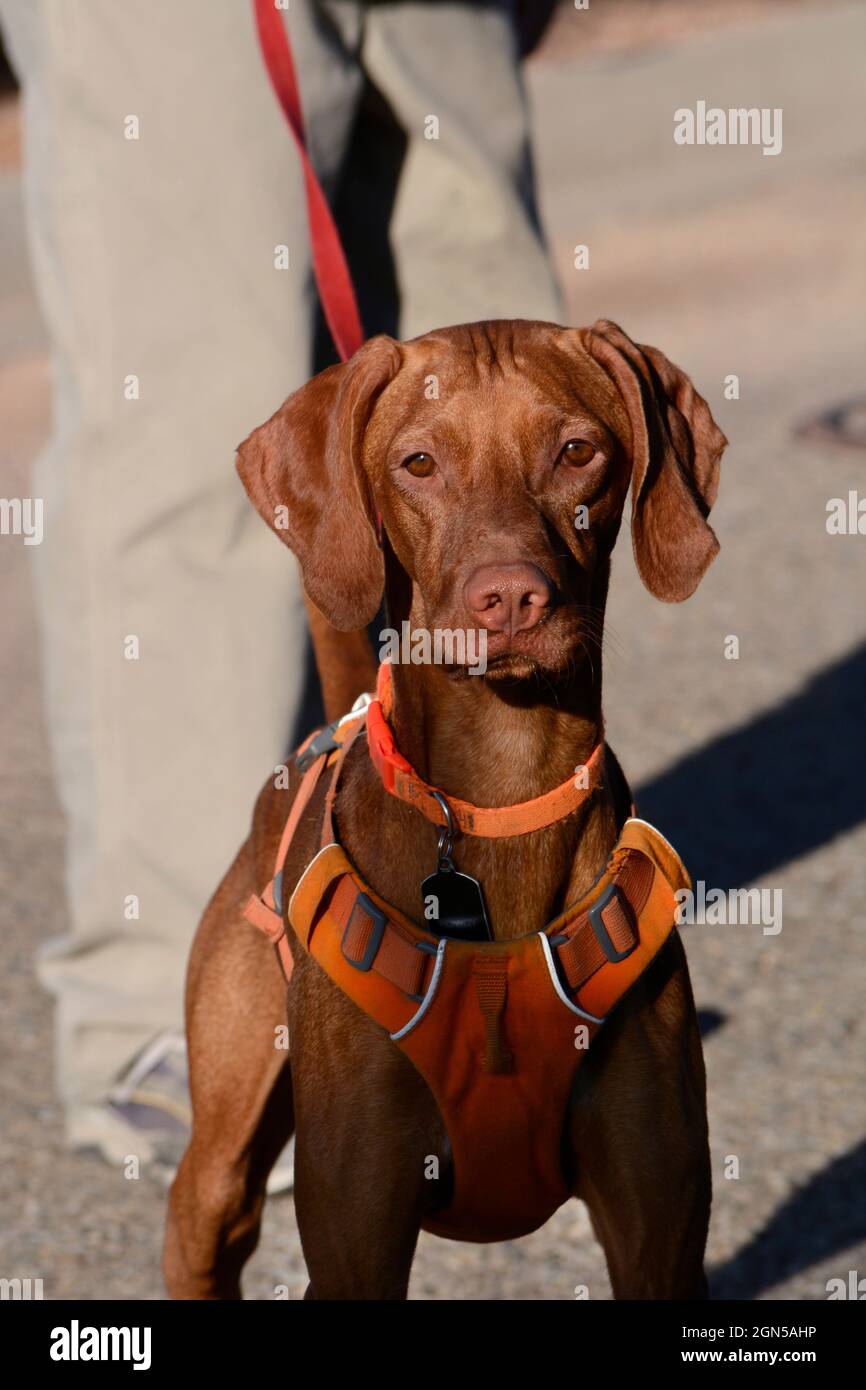 Ein Mann geht mit seinem Vizsla-Hund, einer beliebten Rasse aus Ungarn, in Santa Fe, New Mexico. Stockfoto