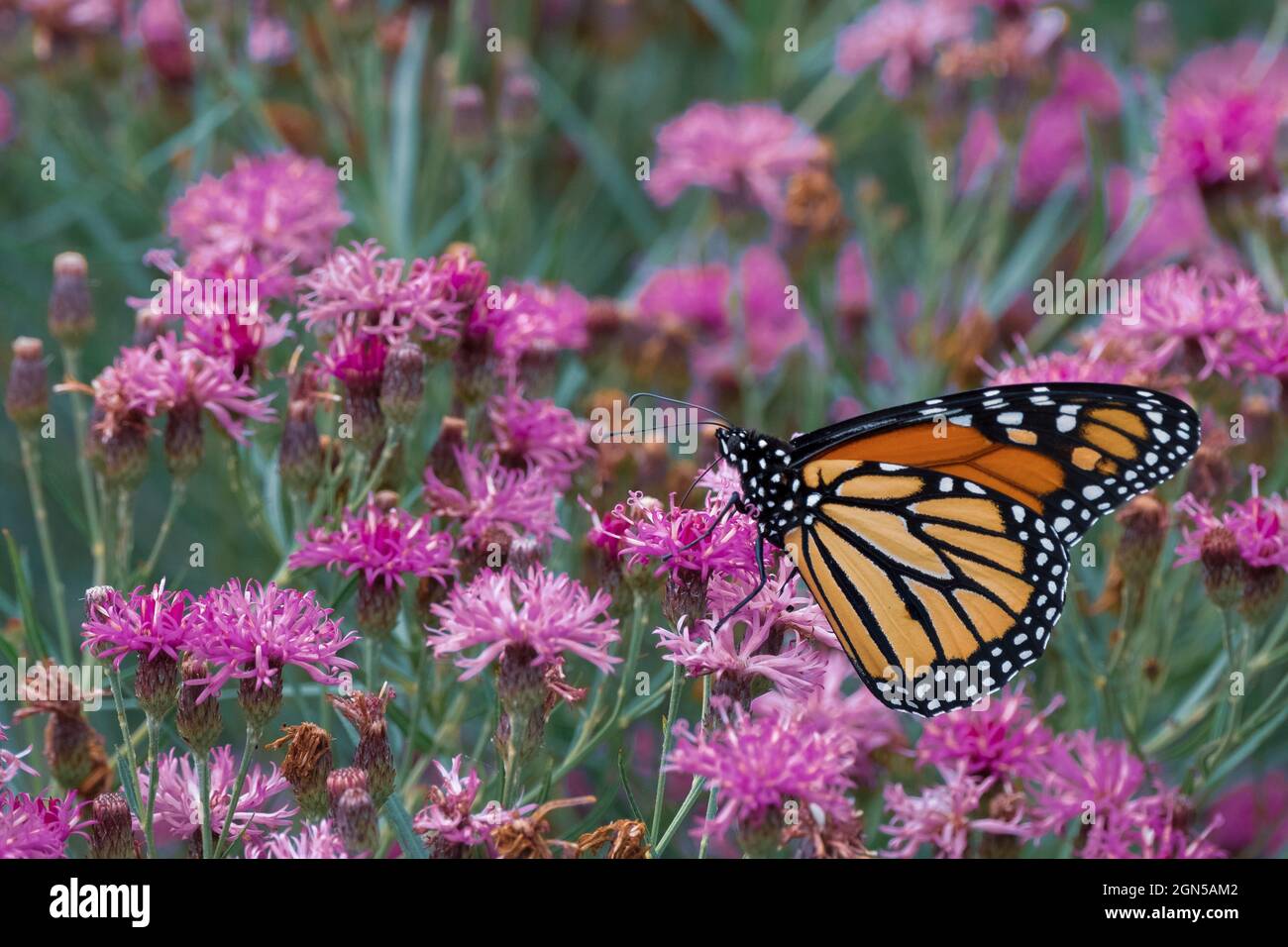 Ein gefährdeter Monarch Butterfly auf der Sommerrückgabe von Ironweed im städtischen Oudolf Garden Detroit, Belle Isle, Michigan Stockfoto