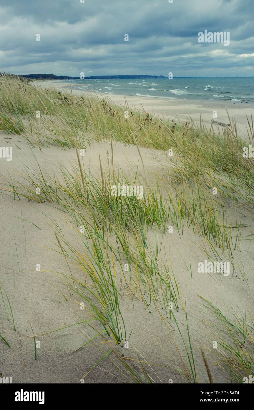 Strandgras und Sanddünen entlang der östlichen Küste des Lake Michigan Stockfoto